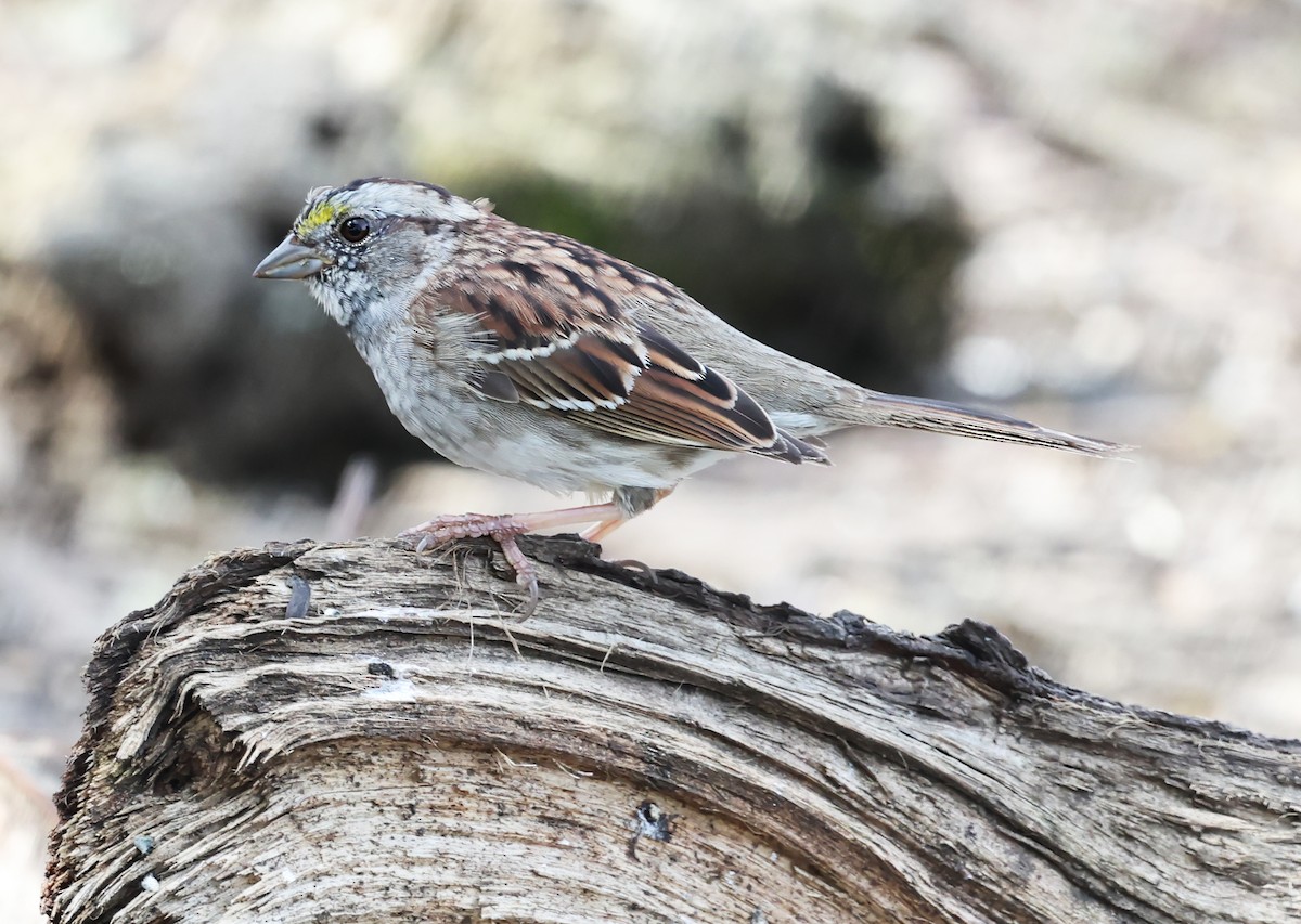 White-throated Sparrow - ML617263458