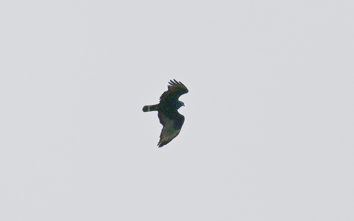 Zone-tailed Hawk - ML617263514