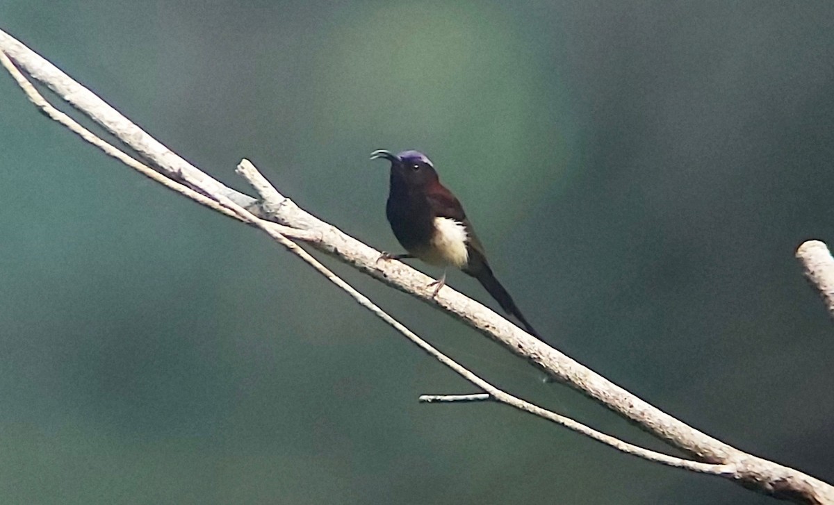 Black-throated Sunbird - ML617263520