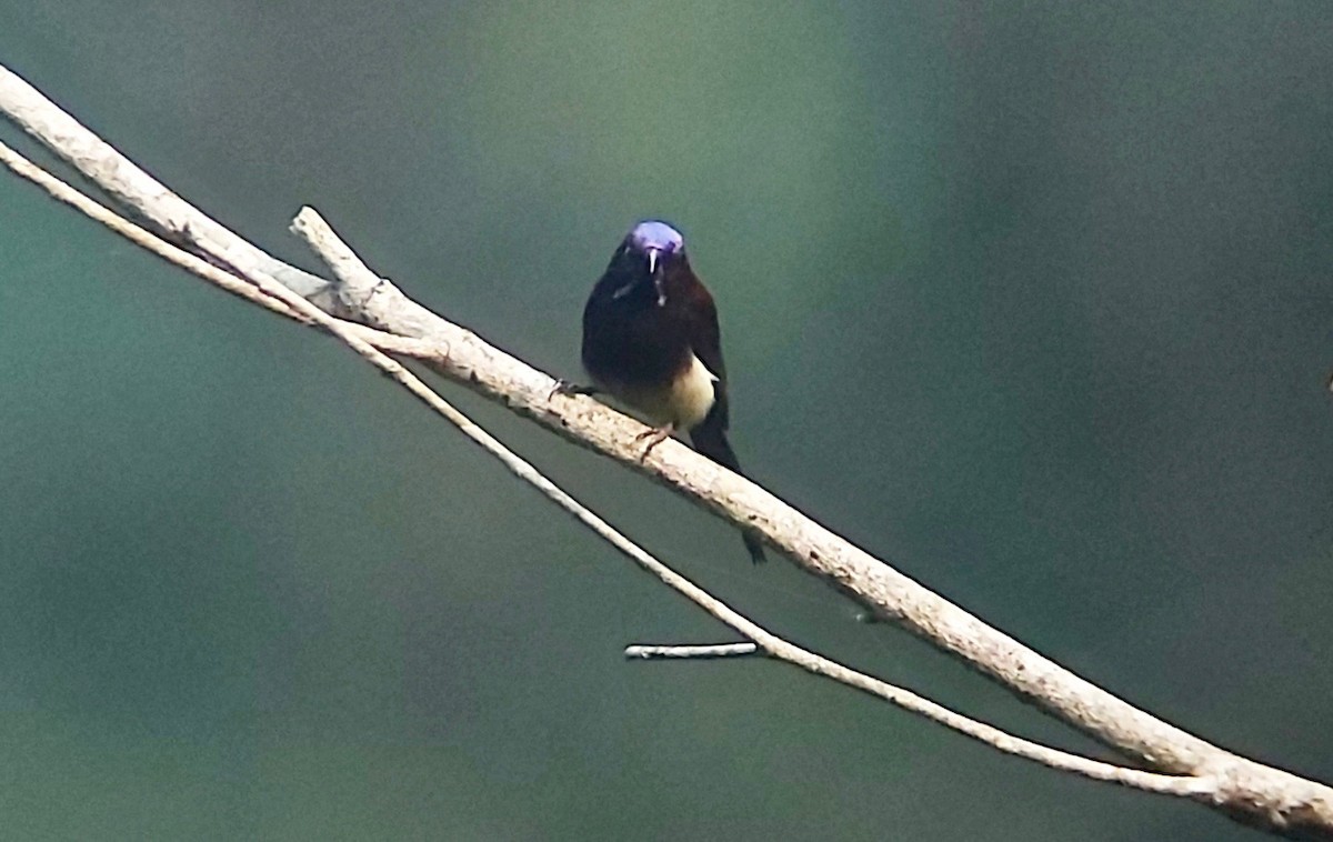 Black-throated Sunbird - ML617263522