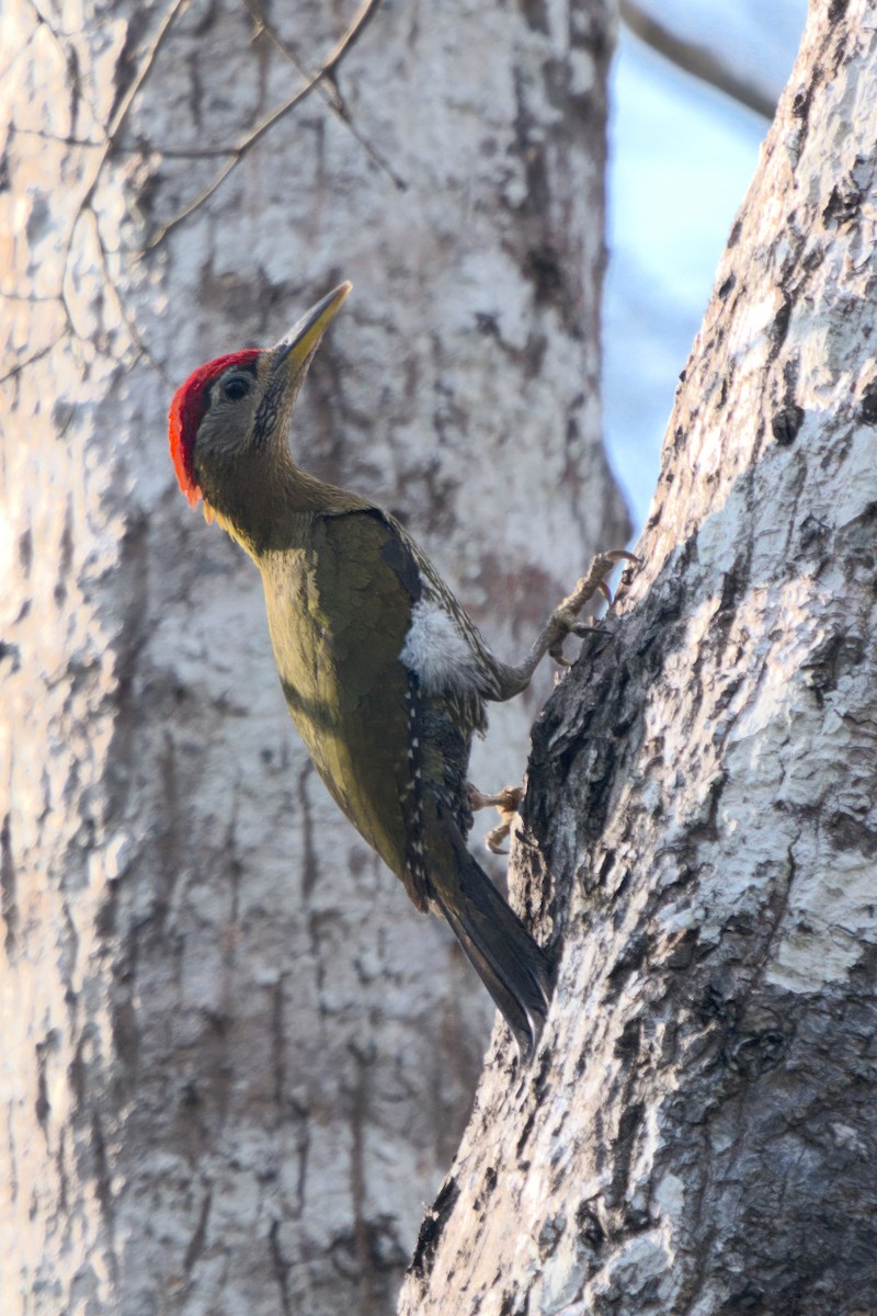 Streak-breasted Woodpecker - ML617263530