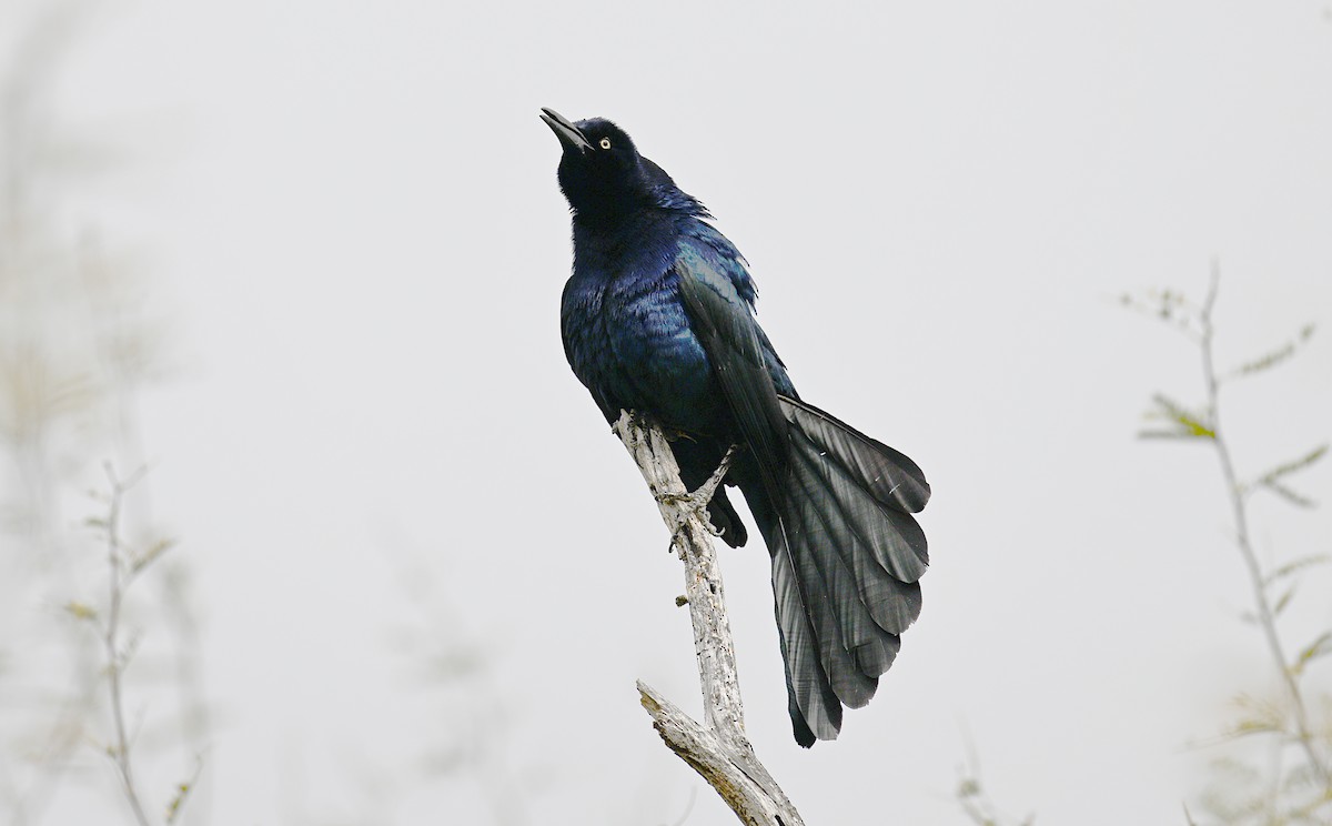 Great-tailed Grackle - ML617263627