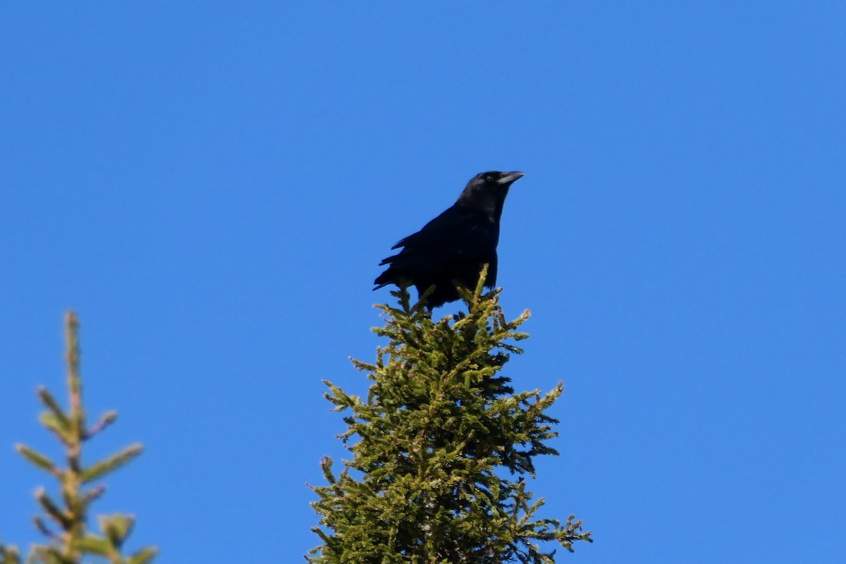 American Crow - Pierre André