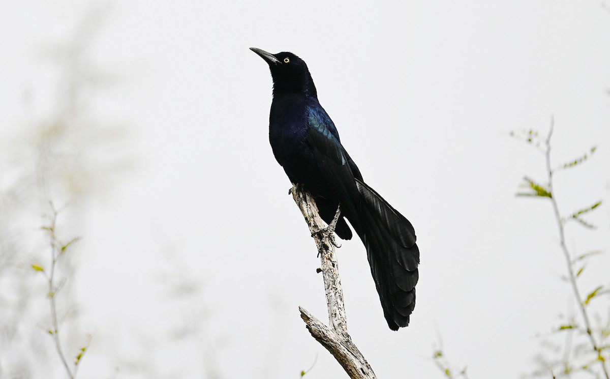 Great-tailed Grackle - ML617263650