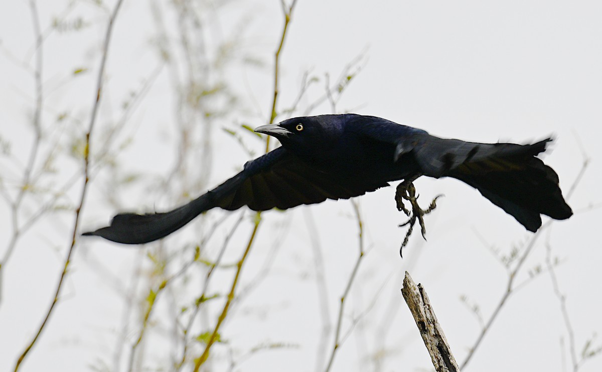 Great-tailed Grackle - ML617263661