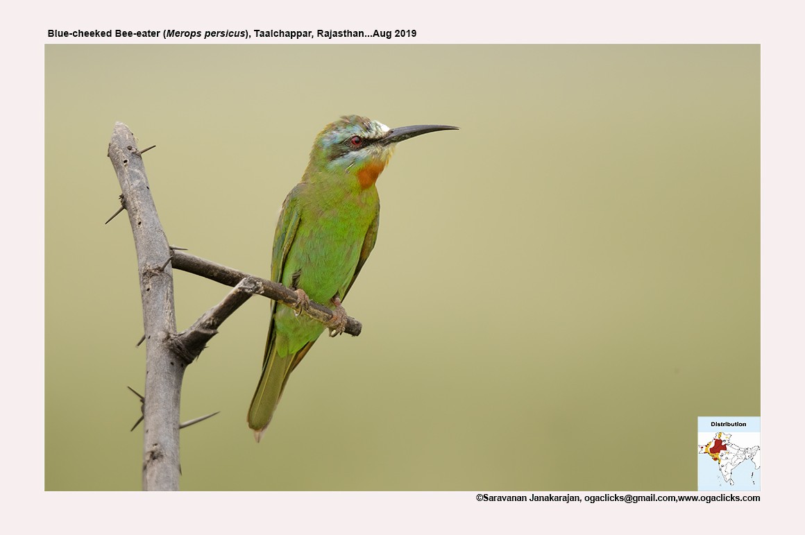 Blue-cheeked Bee-eater - ML617263867