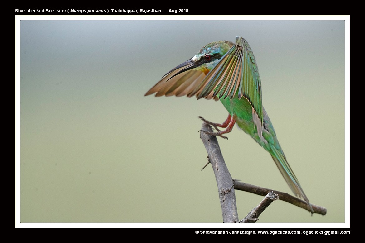 Blue-cheeked Bee-eater - ML617263868