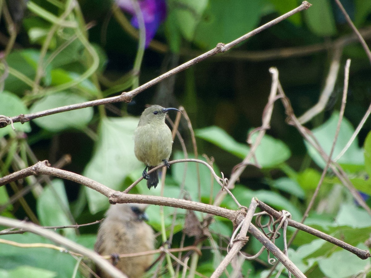 Southern Double-collared Sunbird - ML617263917