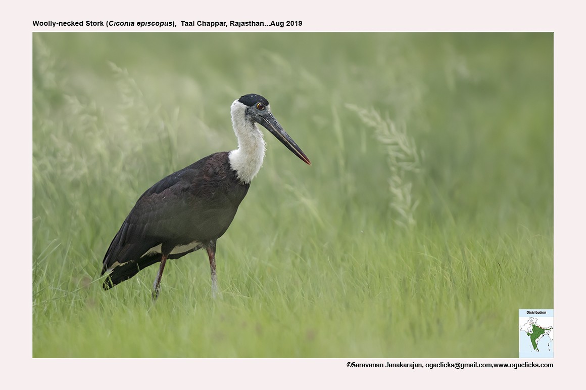 Asian Woolly-necked Stork - ML617263960