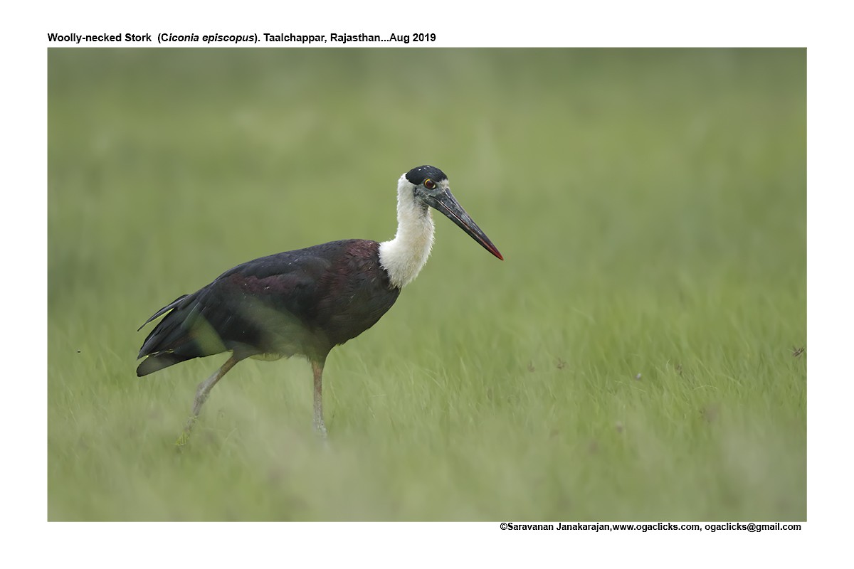Asian Woolly-necked Stork - ML617263961