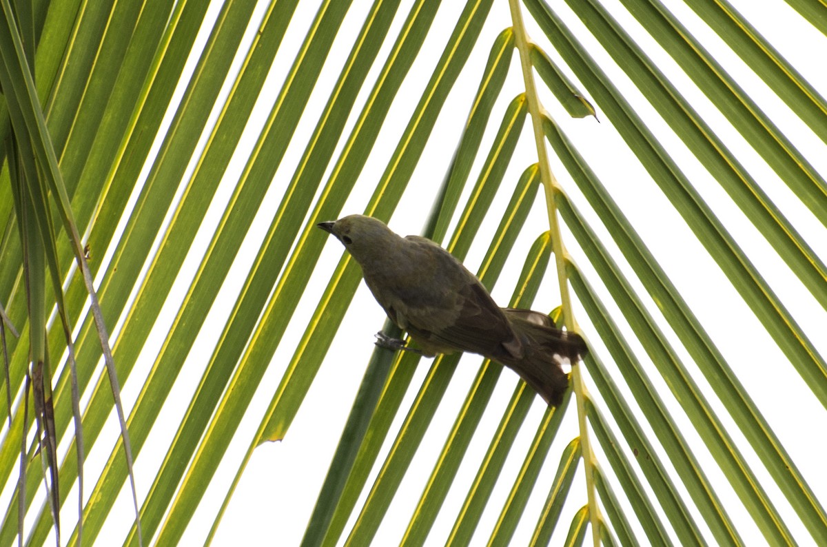 Palm Tanager - ML617264108