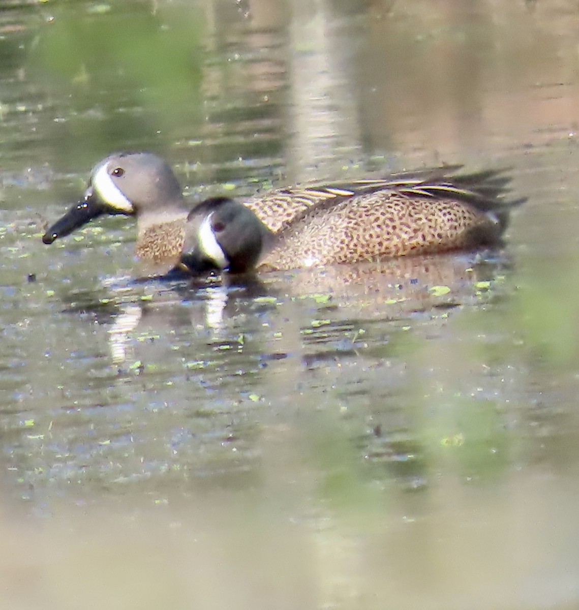 Blue-winged Teal - ML617264120