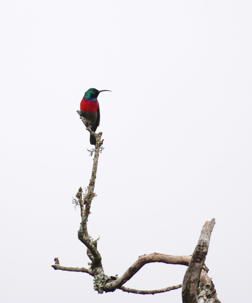 Greater Double-collared Sunbird - Sarah Foote