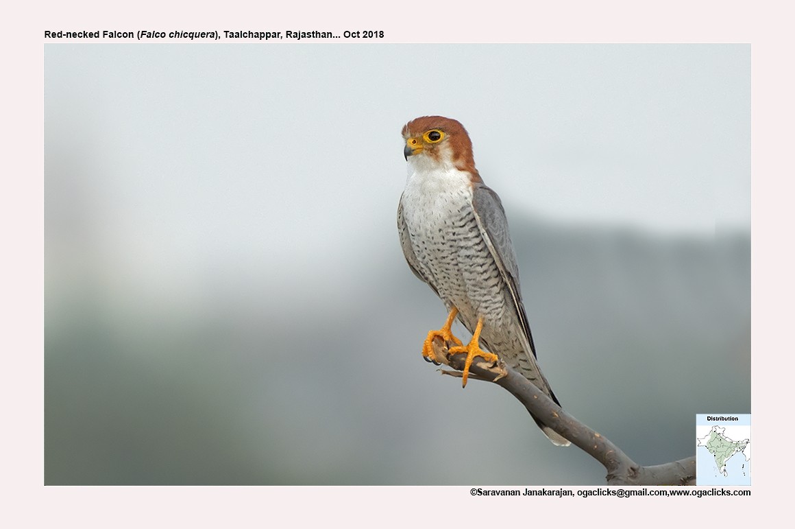 Red-necked Falcon - ML617264279