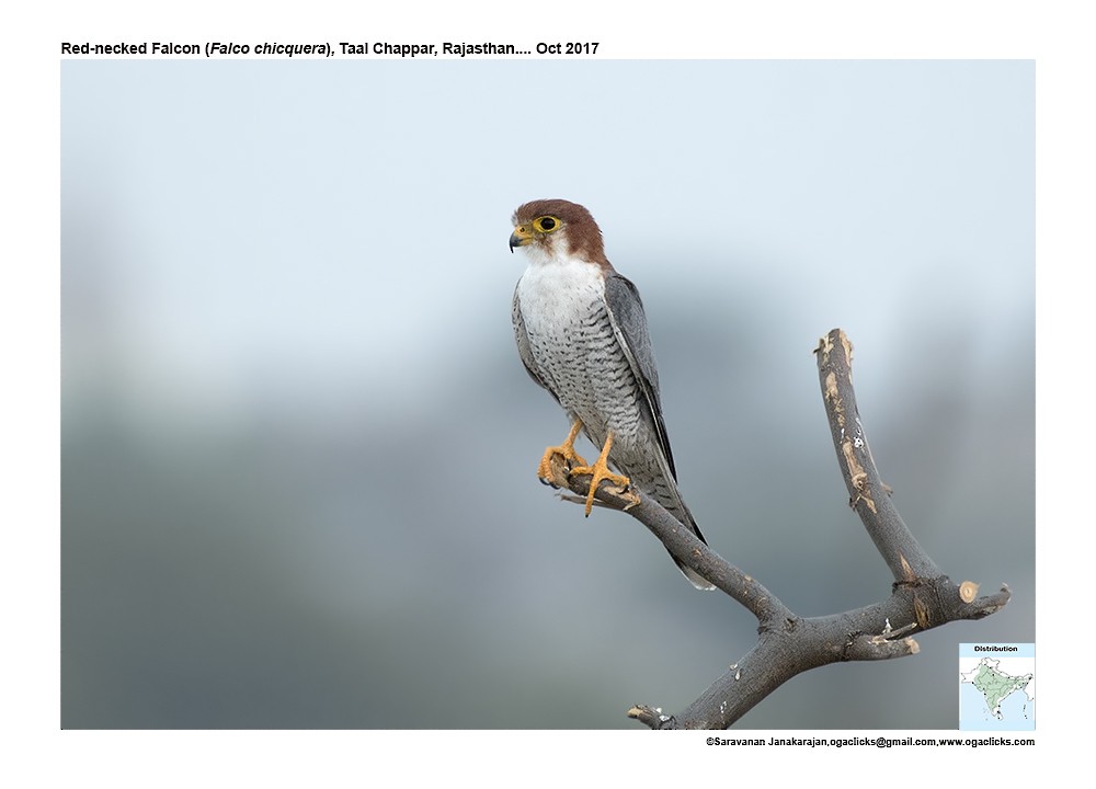 Red-necked Falcon - ML617264280
