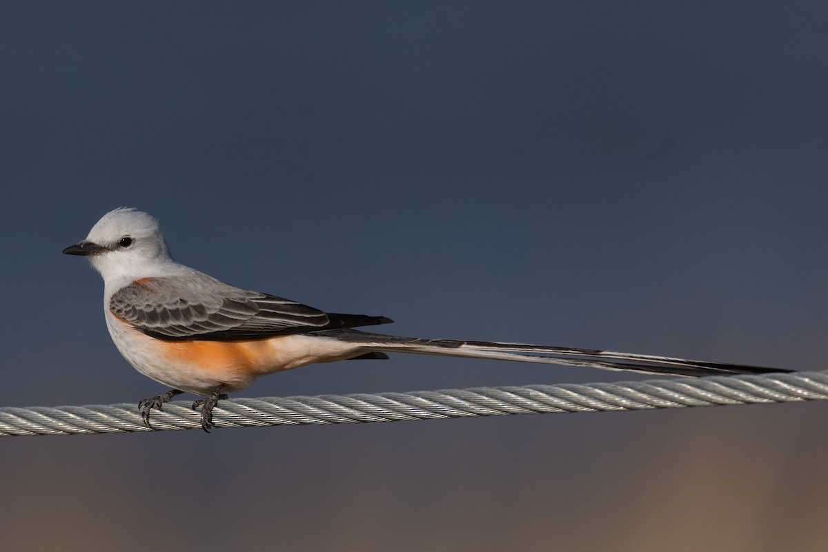 Scissor-tailed Flycatcher - Kent Fiala