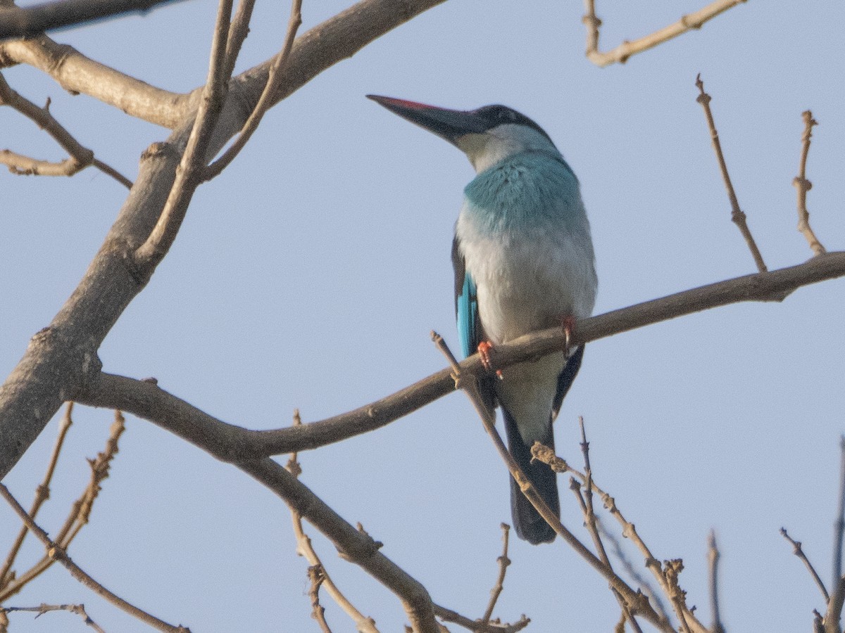Blue-breasted Kingfisher - ML617264378