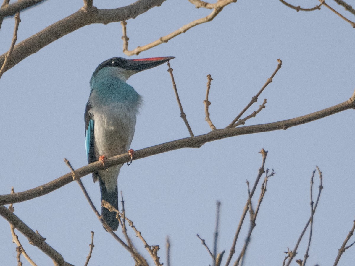Blue-breasted Kingfisher - ML617264379