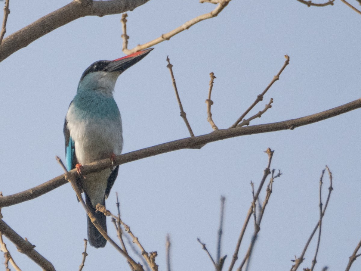 Blue-breasted Kingfisher - ML617264380
