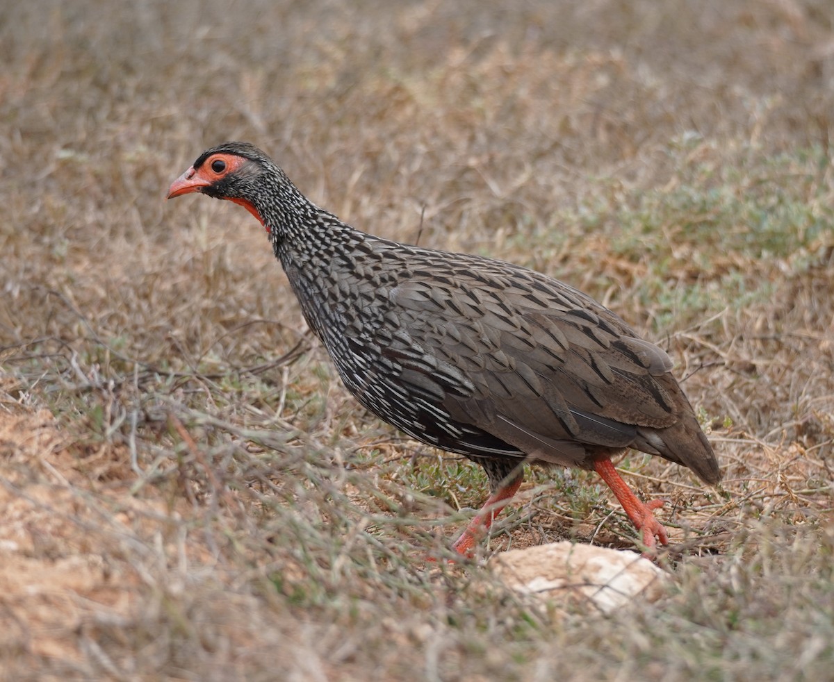 Red-necked Spurfowl - ML617264407