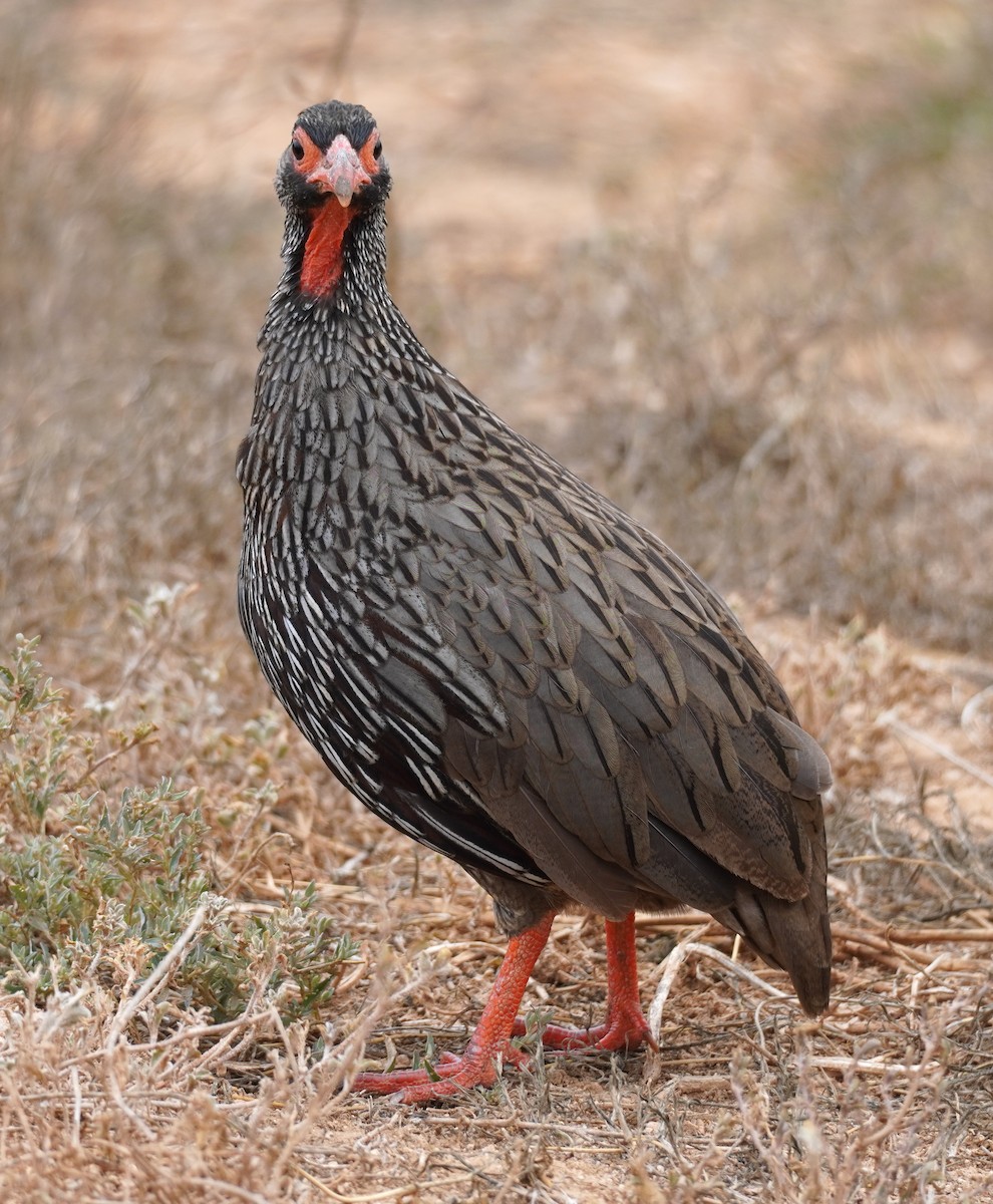 Red-necked Spurfowl - ML617264408