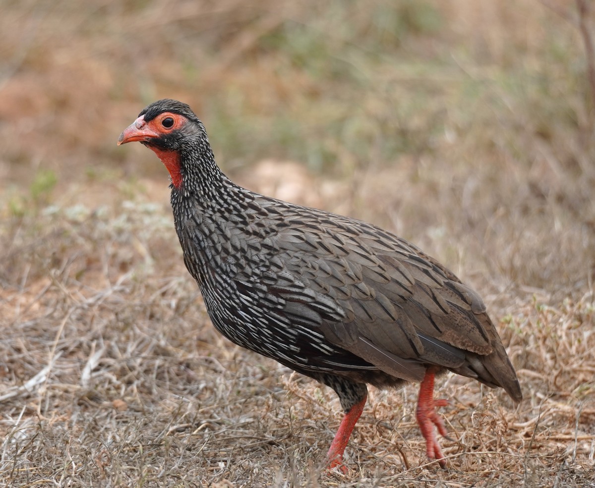 Red-necked Spurfowl - ML617264409
