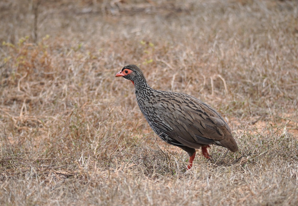 Red-necked Spurfowl - ML617264410