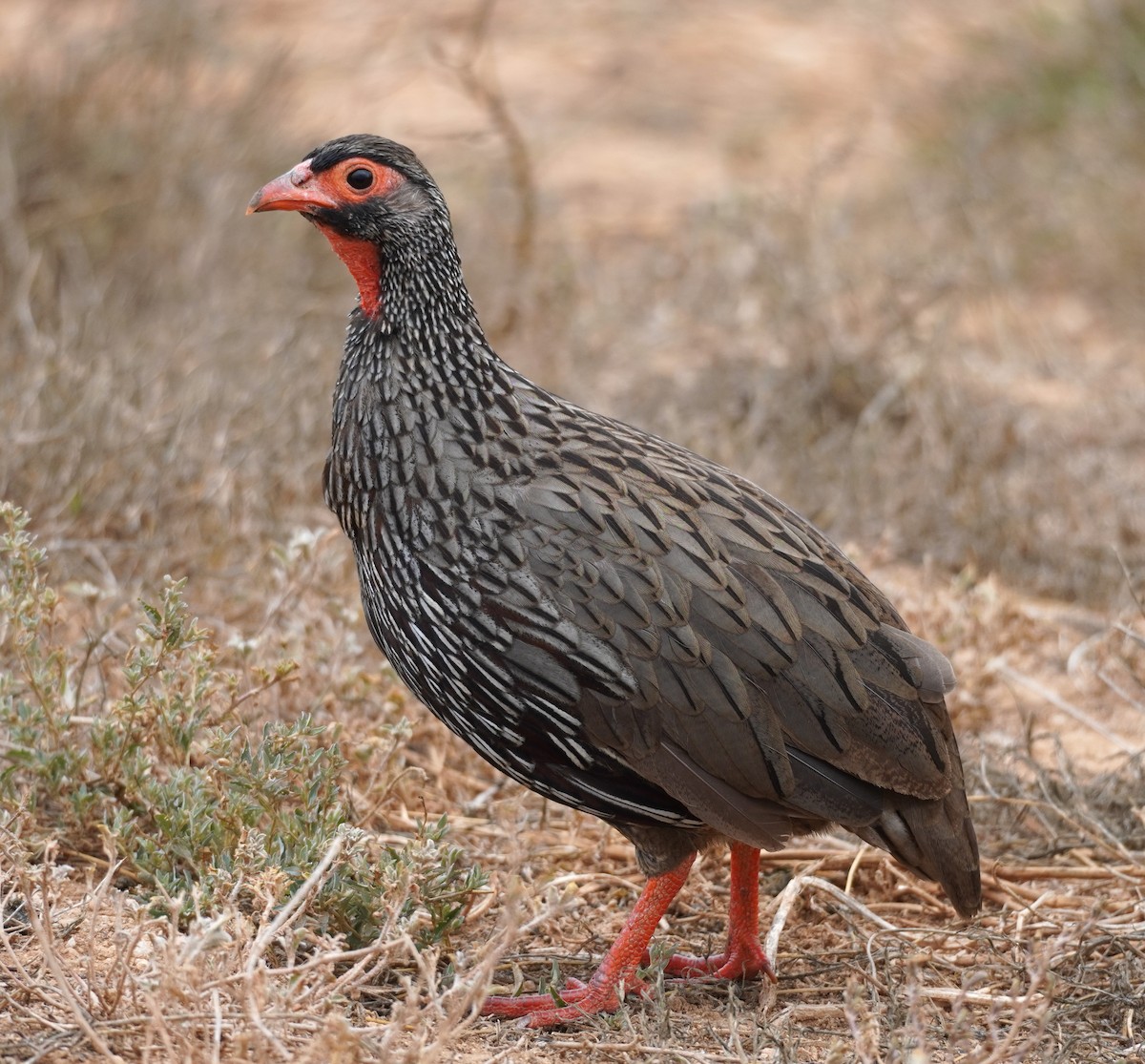 Red-necked Spurfowl - ML617264411