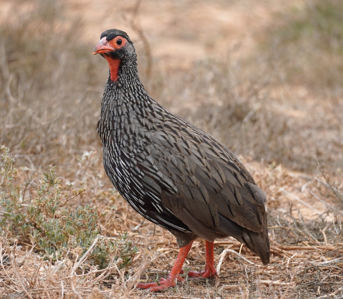 Red-necked Spurfowl - Sarah Foote