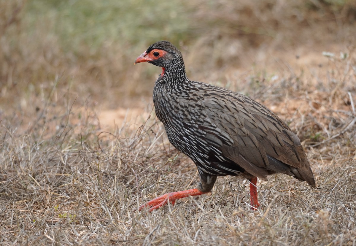 Red-necked Spurfowl - ML617264413