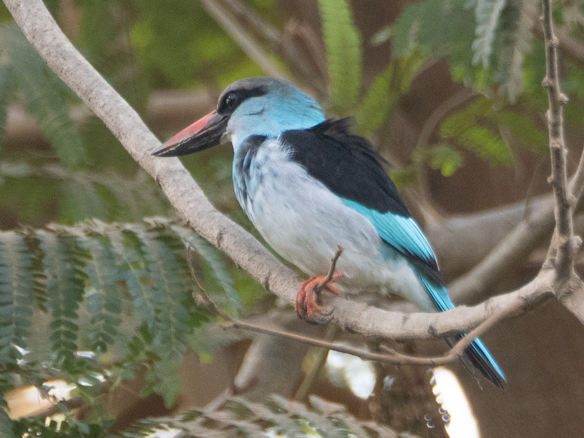 Blue-breasted Kingfisher - ML617264427