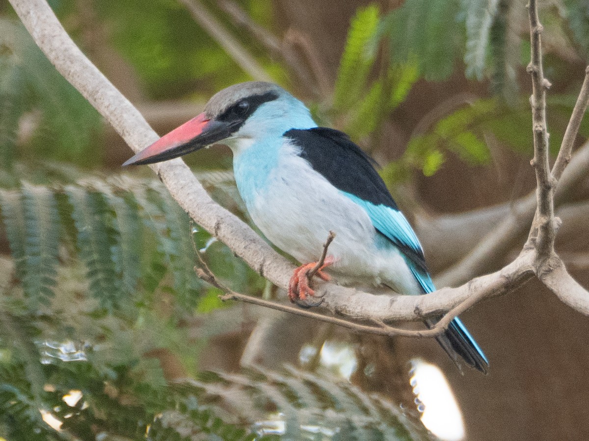Blue-breasted Kingfisher - Gavin Ailes