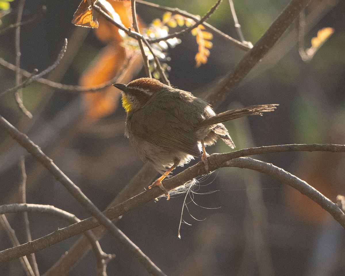 Rufous-capped Warbler - ML617264629