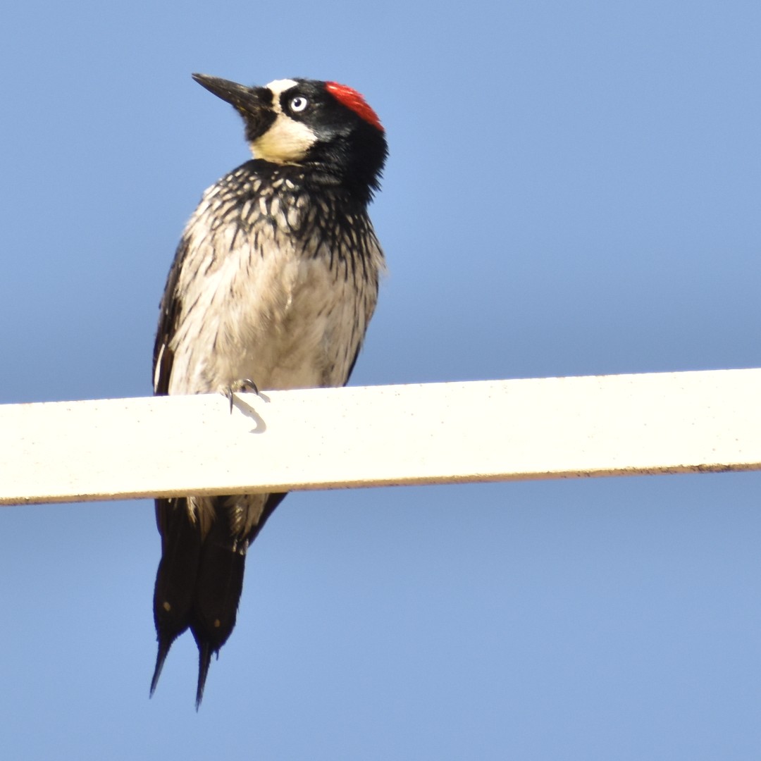 Acorn Woodpecker - ML617264671