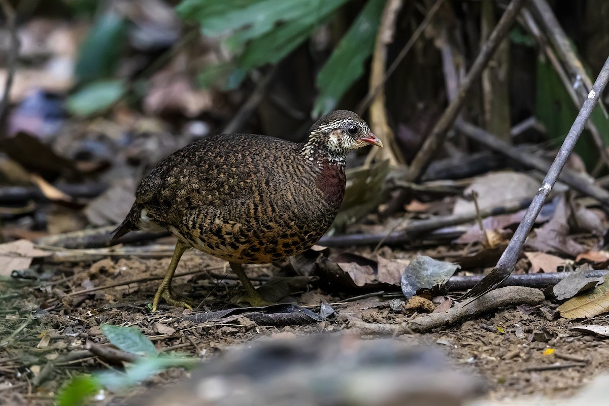Scaly-breasted Partridge (Tonkin) - ML617264701