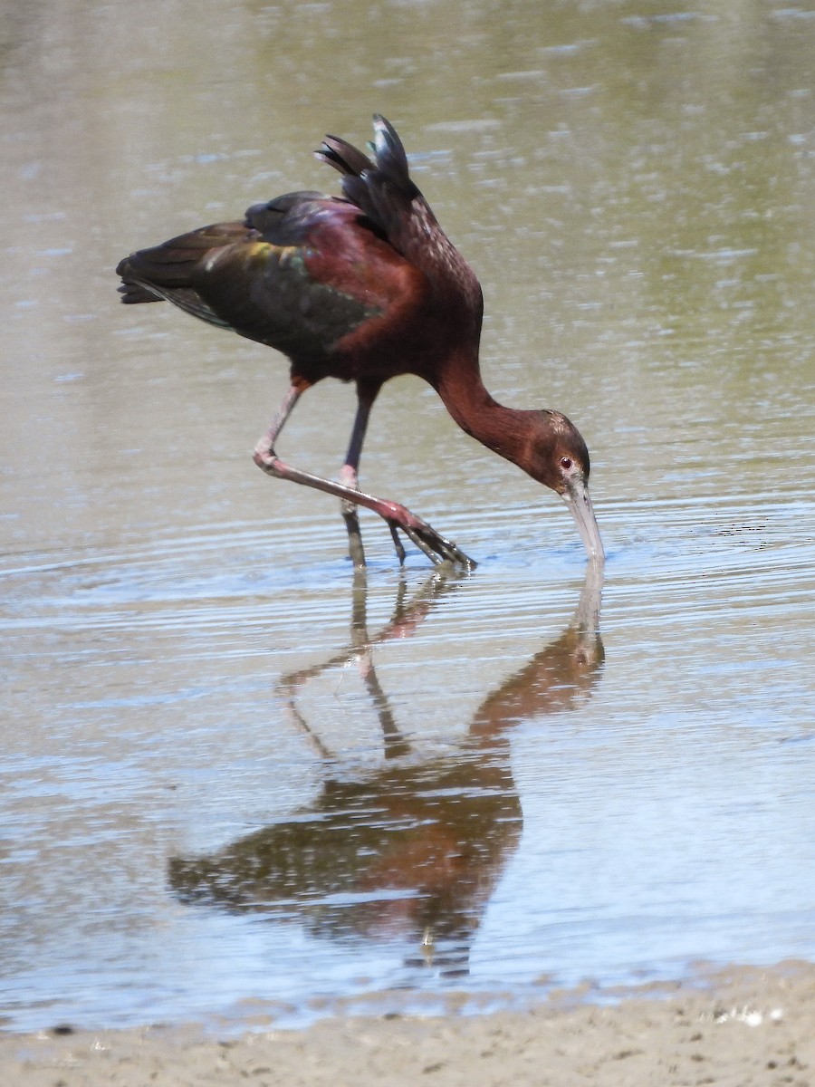 ibis americký - ML617264712