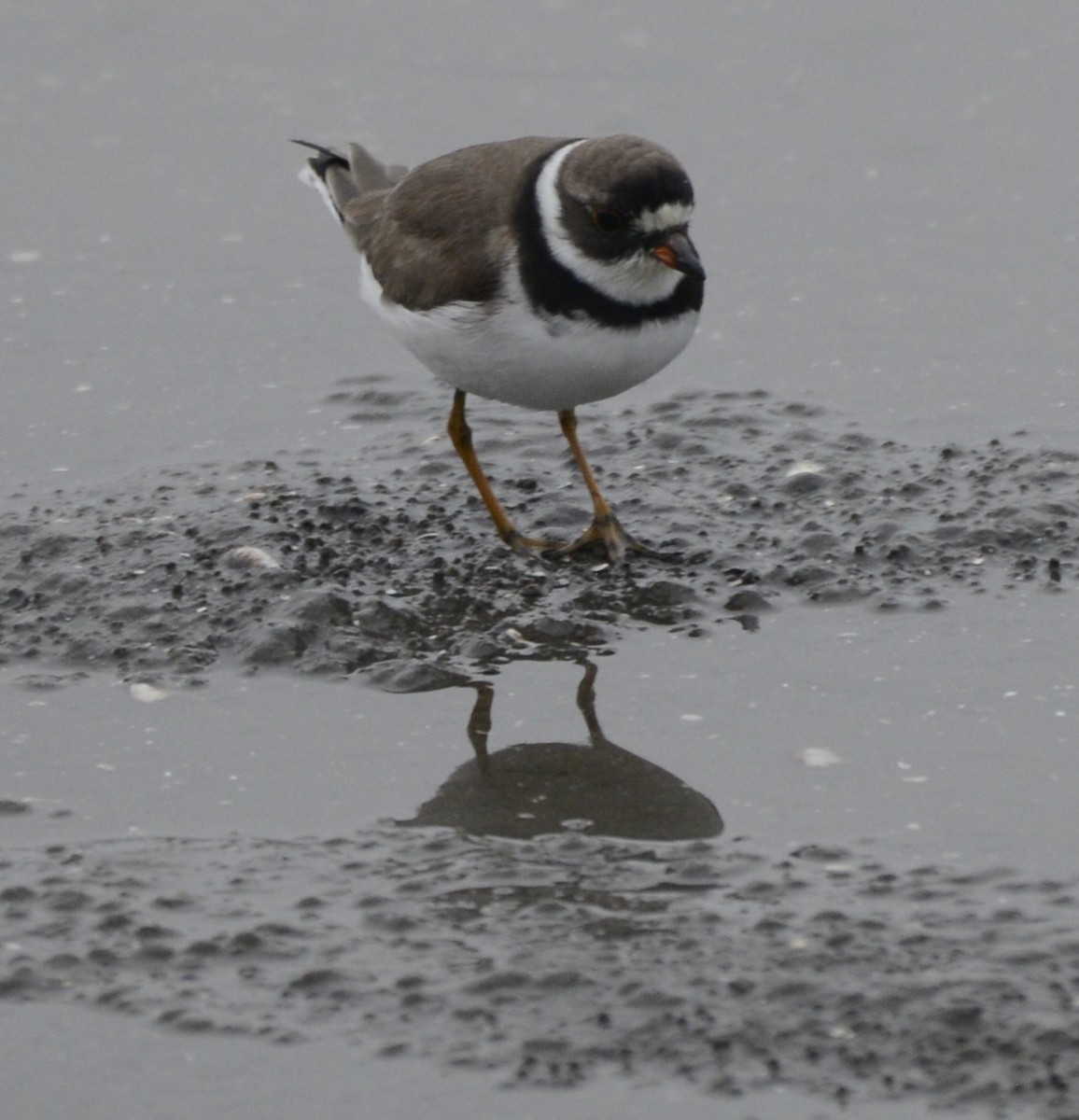 Semipalmated Plover - ML617264733