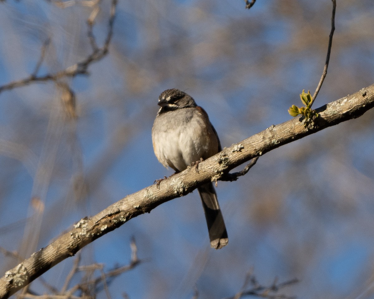 Bridled Sparrow - Anthony Kaduck