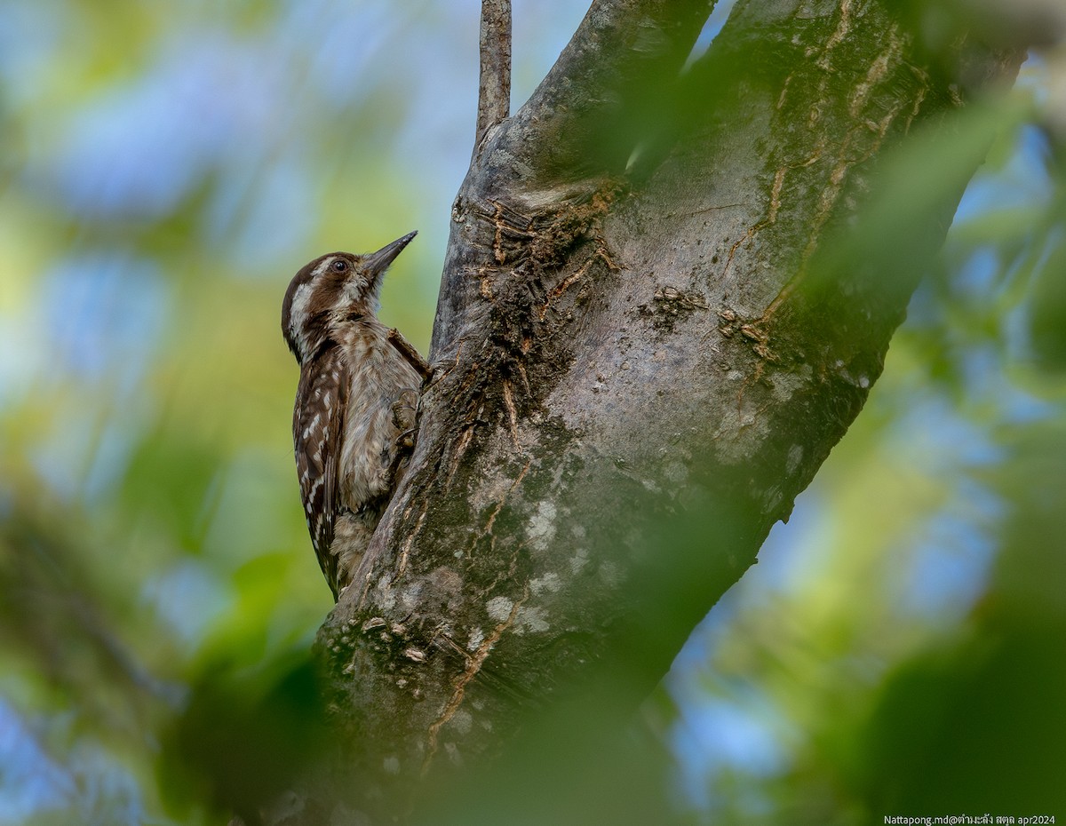 Sunda Pygmy Woodpecker - ML617264855