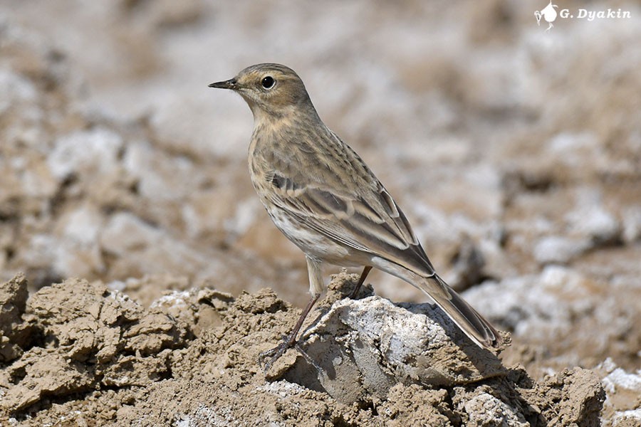Water Pipit - ML617264870