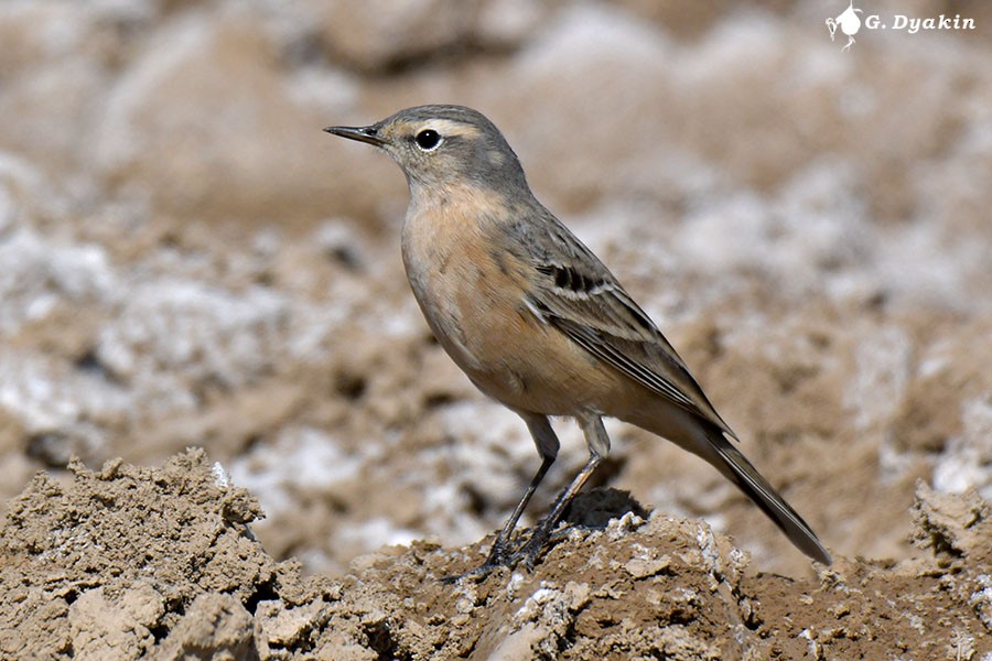 Water Pipit - ML617264873