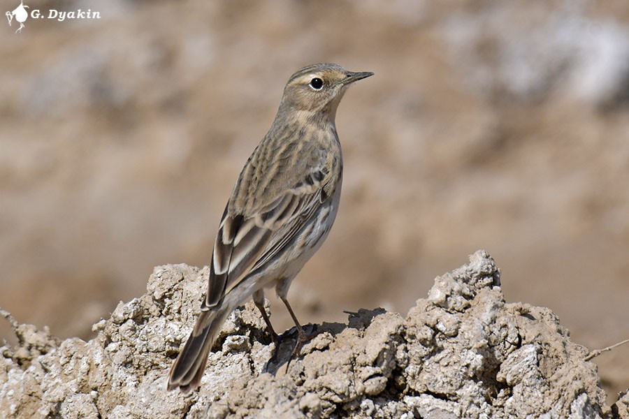 Water Pipit - ML617264877