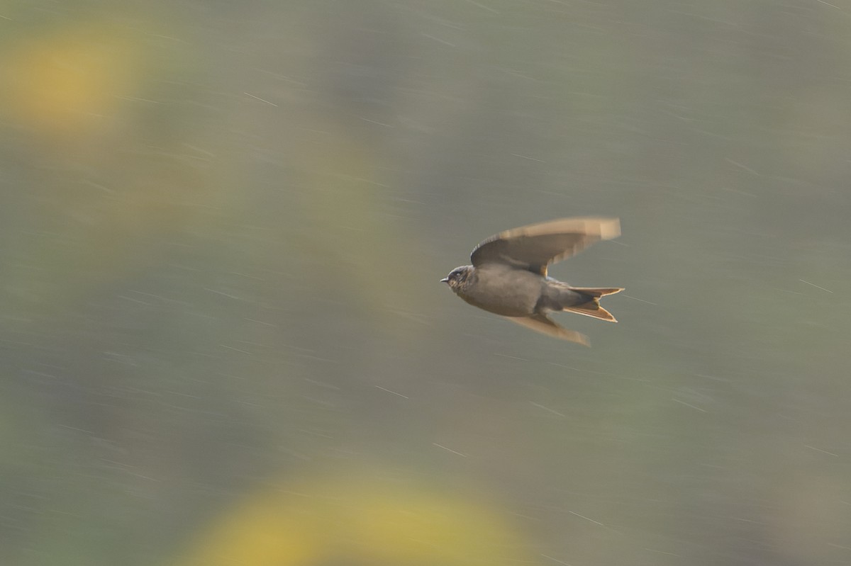 Brown-bellied Swallow - ML617264894