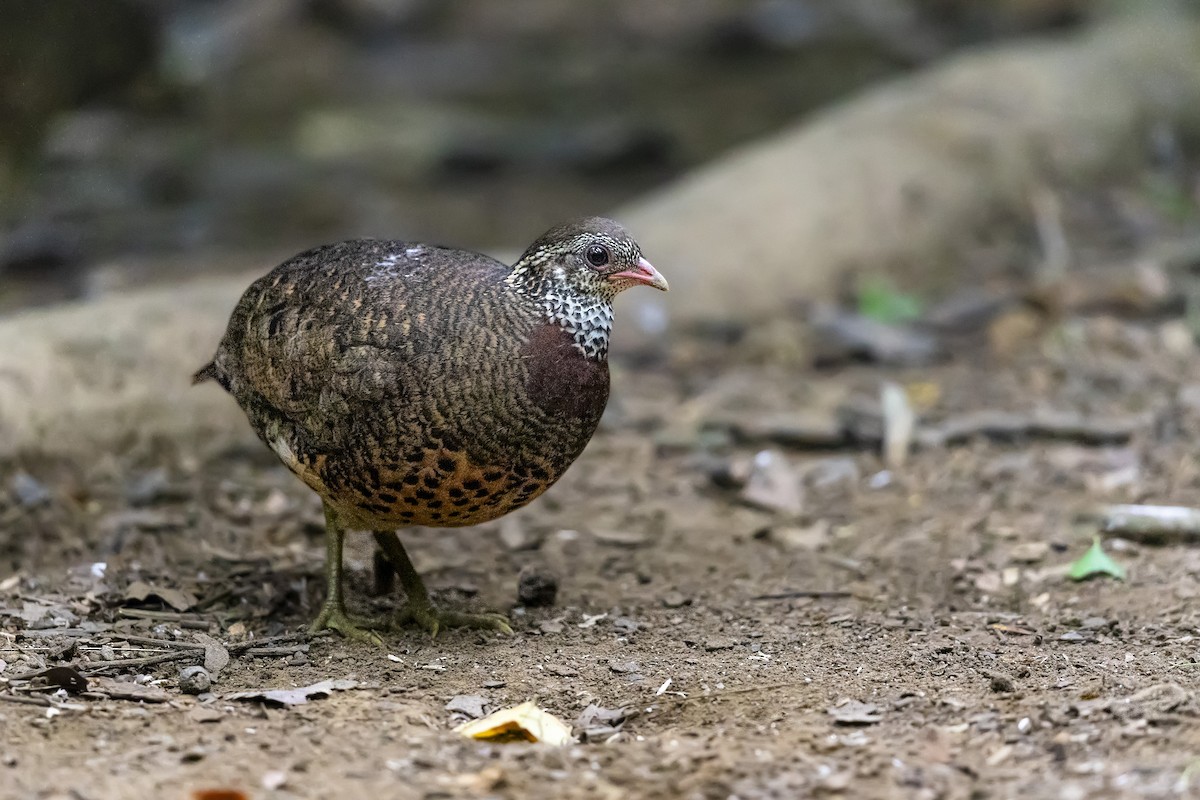 Scaly-breasted Partridge (Tonkin) - ML617264913