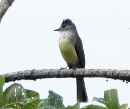 Sooty-crowned Flycatcher - ML617265022