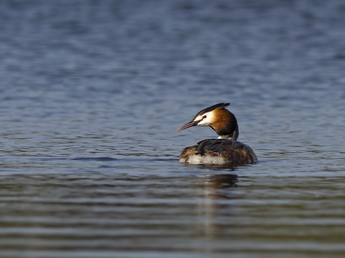 Great Crested Grebe - ML617265035