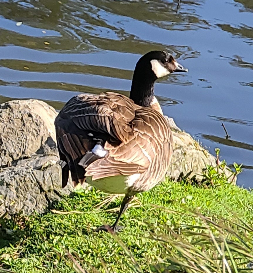 Cackling Goose (Aleutian) - ML617265070