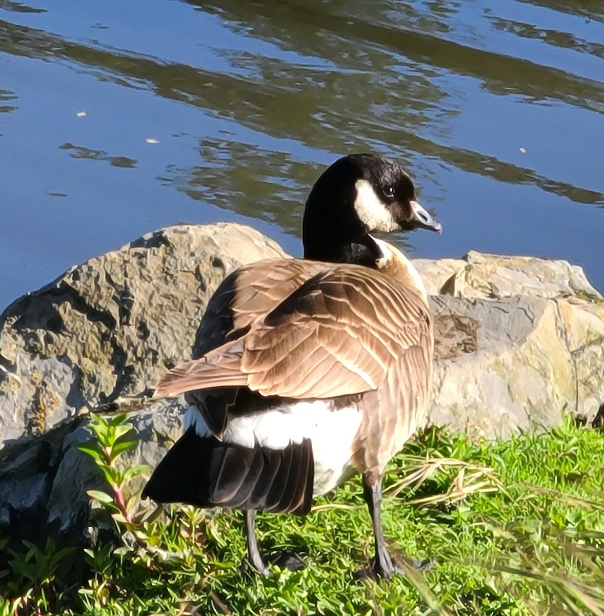 Cackling Goose (Aleutian) - ML617265071