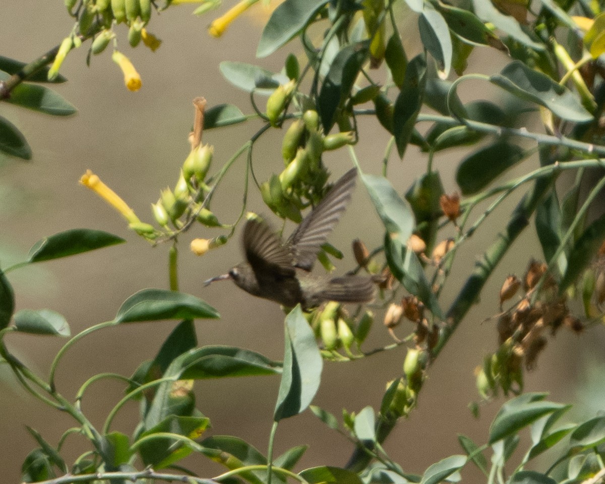Dusky Hummingbird - ML617265148