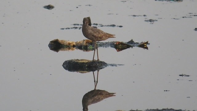 Spotted Redshank - ML617265176